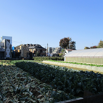 野島農園